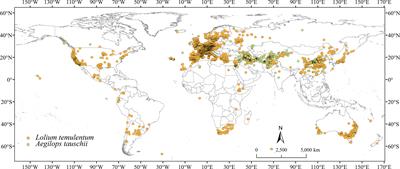 Assessing risk from invasive alien plants in China: Reconstructing invasion history and estimating distribution patterns of Lolium temulentum and Aegilops tauschii